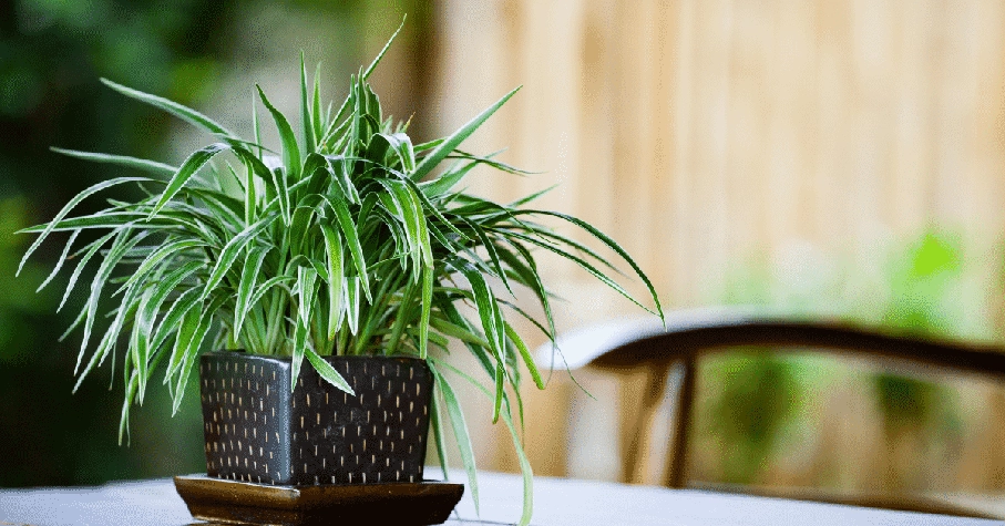 spider plant