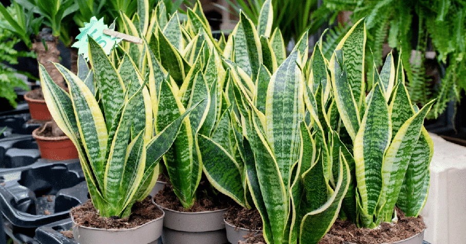 snake plant